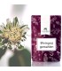Bhringraj - ayurvedisches Pulver