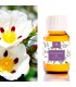 Cistrosenhydrolat BIO (Cistus ladaniferus) 250 ml